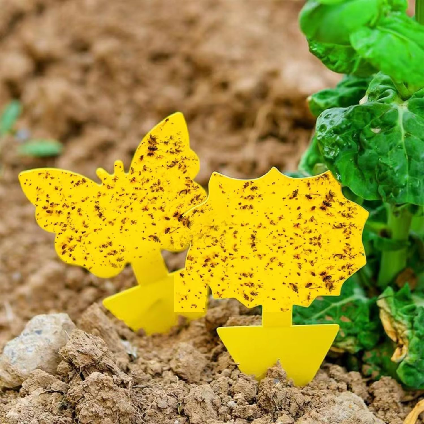 Sproutly Gnat Traps