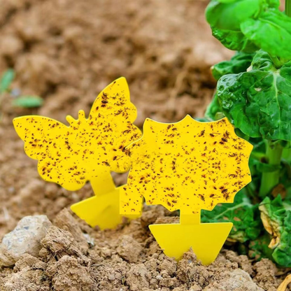 Sproutly Gnat Traps