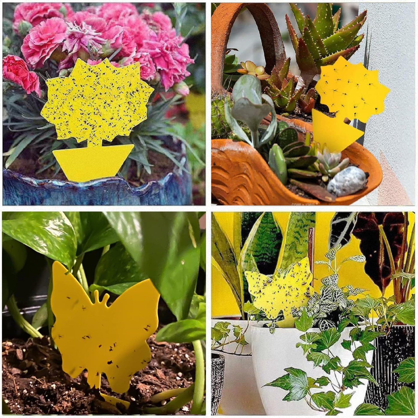 Sproutly Gnat Traps