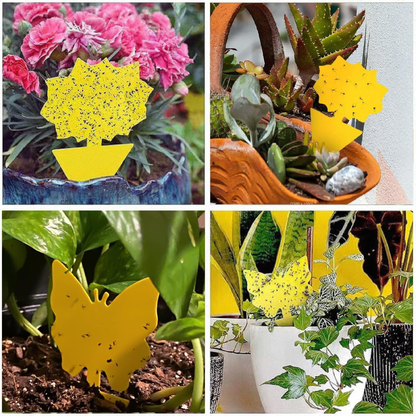 Sproutly Gnat Traps