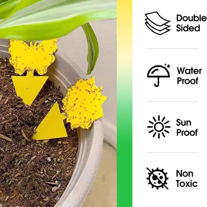 Sproutly Gnat Traps